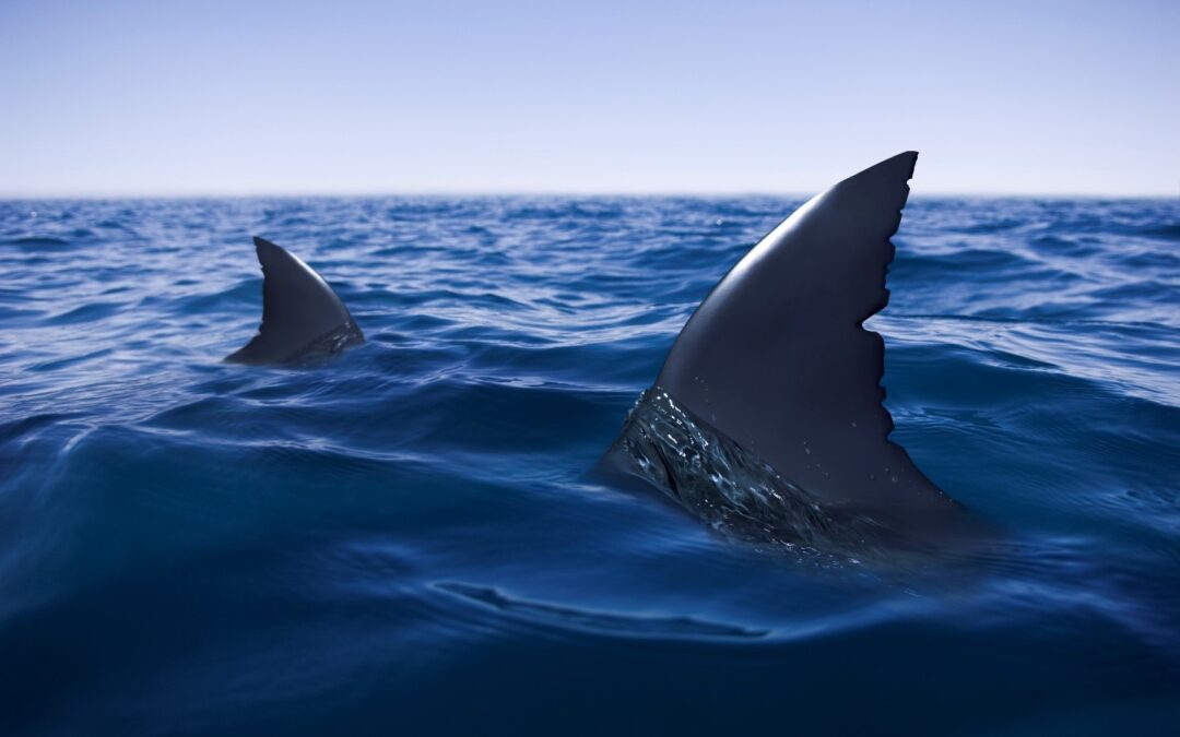 Surviving the Shark Tank: Navigating a Ruthless Corporate Environment